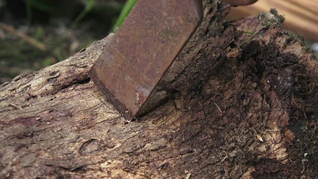 A detailed close-up shot of a craftsman manually carving high-quality teak wood to create a square hole. As the wood chippings are removed, a tiny, microscopic insect is revealed living beneath the ba