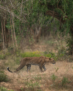 Sri Lankan leopard (Panthera pardus kotiya) walking in the wild, majestic big cat in its natural habitat in Sri Lanka, vertical composition.