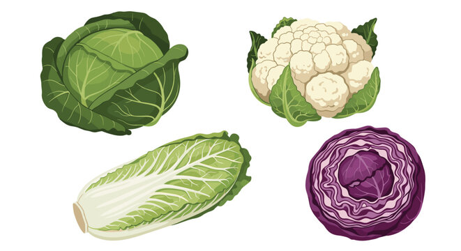 Set of different varieties of healthy vegetables including green cabbage, red cabbage, and fresh cauliflower.