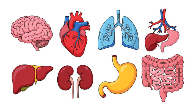 Organs