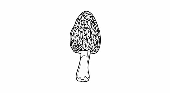 Black and white line drawing of a morel mushroom