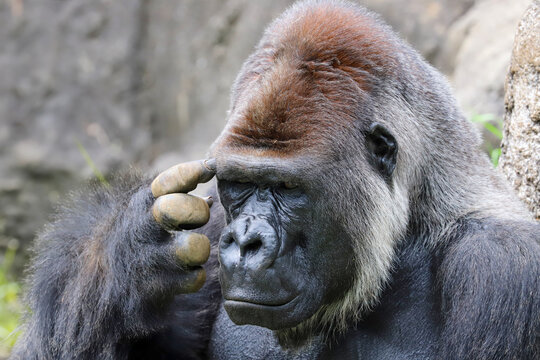 考え事をする動物園のニシゴリラ