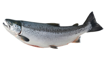 Obraz premium Fresh whole atlantic salmon fish isolated on a white background, for culinary use