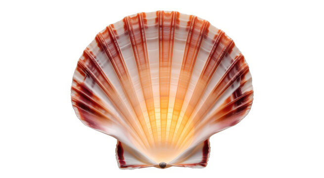 Single scallop seashell with orange and white striped pattern isolated on a white background