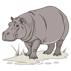 Fototapeta premium Hippo illustration detailed vector drawing of a hippopotamus on land