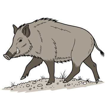 Wild boar illustration detailed drawing of a boar walking on grass