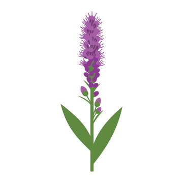 Purple Liatris Flower with Green Leaves purple flower