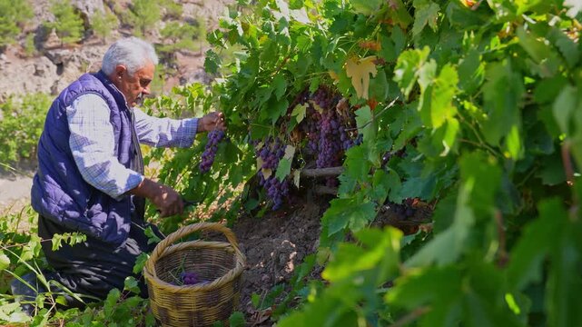 An elderly farmer handpicks purple grapes in a sunny vineyard, placing bunches into a wicker basket, showing traditional viticulture, local harvest labor, and authentic rural Anatolian vineyard craft.