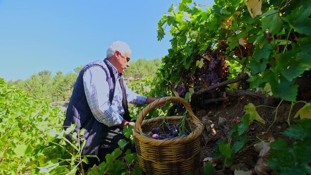 An elderly farmer handpicks purple grapes in a sunny vineyard, placing bunches into a wicker basket, showing traditional viticulture, local harvest labor, and authentic rural Anatolian vineyard craft.