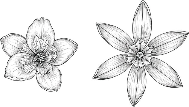 Detailed Vintage Engraving Style Flower Set with Round Petal Bloom and Star Pointed Petal Blossom for Botanical and Floral Themed Designs