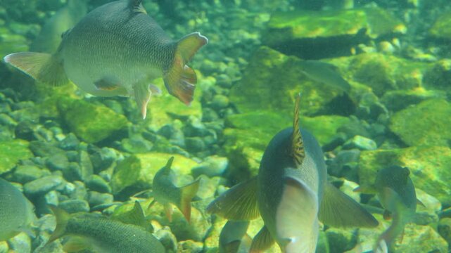 Underwater scene showing multiple fish swimming gracefully over a rocky riverbed with clear water, sunlight filtering through the surface creating a serene atmosphere