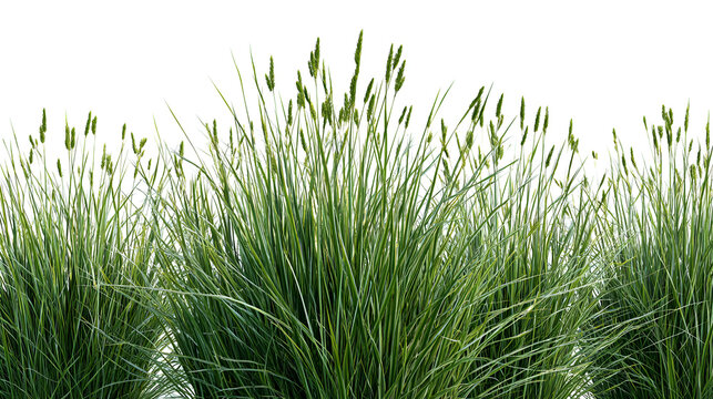 Bunches of grass on a white background background. 3D rendering. Stock Illustration