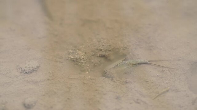Tadpole Shrimp in Organic Rice Field - 청산도 유기농 논에서 서식하는 투구새우