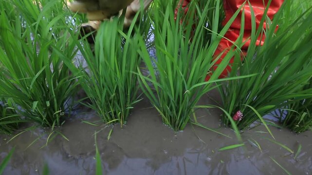 Farmer Weeding in Rice Field - 청산도 논에서 제초작업 하는 농부