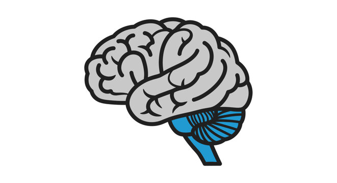 Anatomical Illustration of the Human Brain in Simplified Cartoon Style for Educational Use