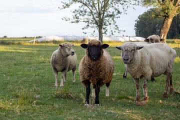 Naklejka premium Sheep flock grazing on green pasture, enjoying tranquil open air, representing sustainable farming and country living in argentina at sunset