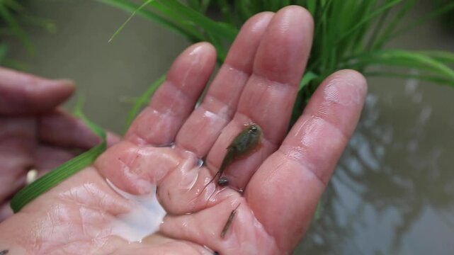 Tadpole Shrimp in Organic Rice Field - 청산도 유기농 논에서 서식하는 투구새우