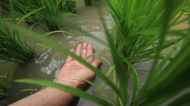 Tadpole Shrimp in Organic Rice Field - 청산도 유기농 논에서 서식하는 투구새우