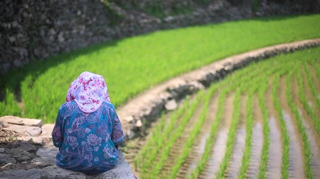 Farmer Resting in Rice Field - 청산도 논에서 휴식 하는 농부