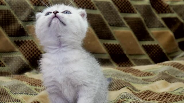 Adorable tiny white scottish fold kitten featuring striking blue eyes crawls curiously across brown patterned textured fabric blanket