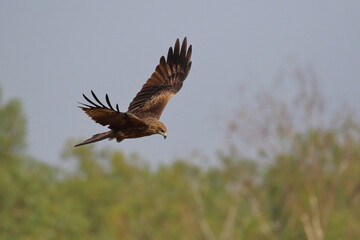 Fototapeta premium A graceful black kite is flying in the meadow.