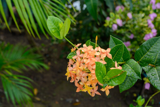 Ixora, Saraca asoca flower, Flame of the Woods