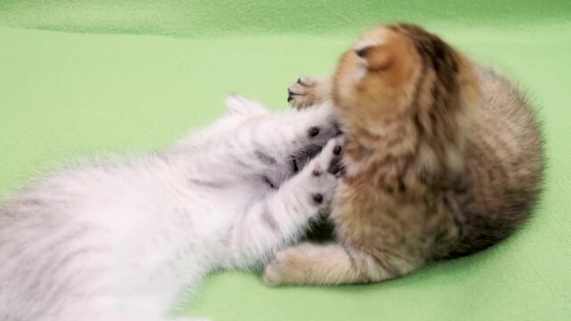 Two energetic Scottish Fold kittens with silver and golden tabby fur patterns engage in a vigorous wrestling match biting and batting each other
