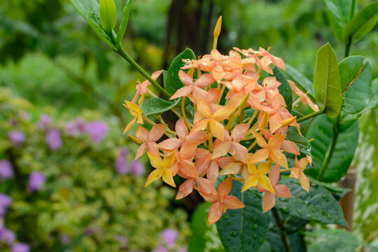Ixora, Saraca asoca flower, Flame of the Woods