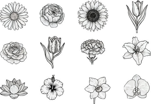 This picture shows various flowers drawn as black and white sketches. Some of the familiar flowers are - peony/rose, sunflower, tulip, carnation, crocus and daffodil.