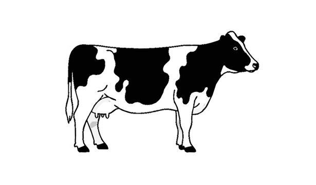 Black and white cow side view flat vector illustration isolated farm animal design
