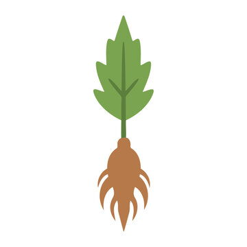 Simple flat Mandragora plant with green leaf and brown root