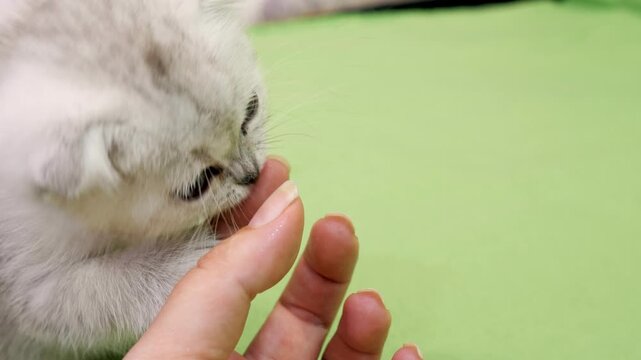 Tiny white Scottish Fold kitten with grey tipped ears and dark eyes gently bites and nibbles on a human finger over a bright green fabric background.