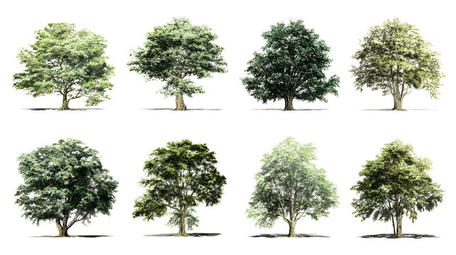 "Tree Background" Images – Browse 12,330 Stock Photos, Vectors, and ...