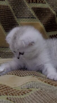 Tiny white Scottish Fold kitten with grey markings curiously batting and biting crumpled paper ball on patterned brown sofa during energetic indoor play session.