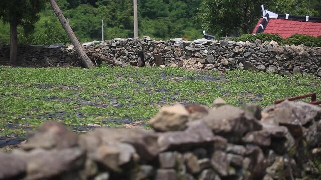 Village Scenery and Stone Wall Path - 청산도 마을 풍경과 돌담길