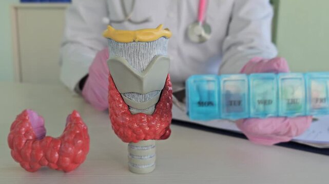Doctor shows thyroid model and medication organizer for patient education on thyroid health