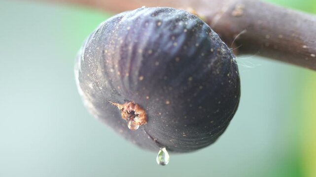 The figs are ripening in the fig orchard.