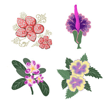 Collection of Exotic Sumatran flowers.
