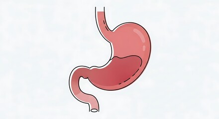 Fototapeta premium Human stomach anatomy illustration.