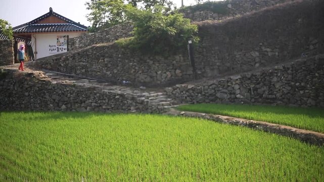 Farmer Walking to Rice Field - 청산도 논으로 일하러 가는 농부