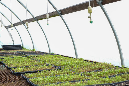 Green seedlings growing in greenhouse trays