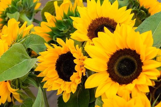 Bright yellow sunflowers close up