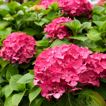 Pink hydrangea blossoms in lush green garden