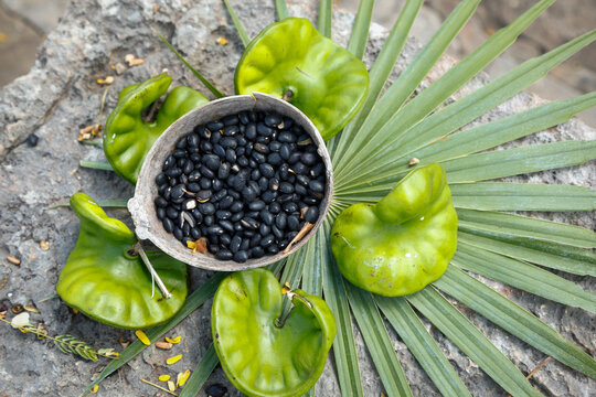 Black beans with green pods and palm leaf still life