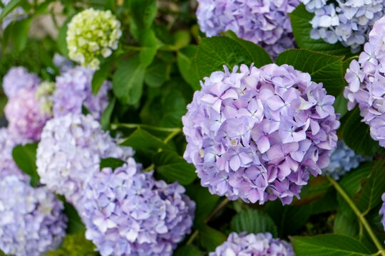 Purple hydrangea blossoms in garden