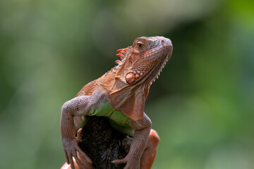 Obraz premium a red iguana was perched to sunbathe