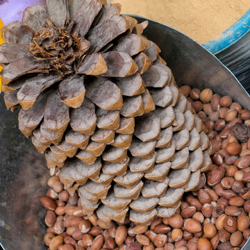 Pine cone and nuts in natural still life