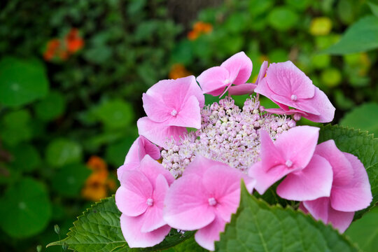 Blooming pink hydrangea flower close up in garden