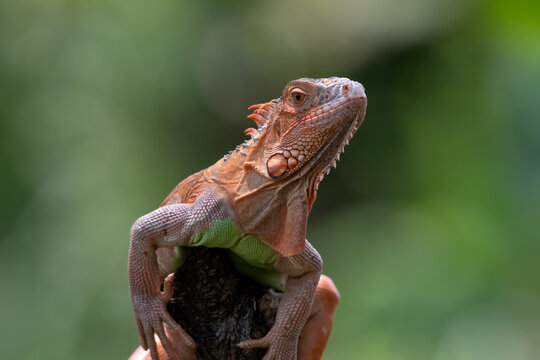 a red iguana was perched to sunbathe