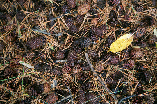 Pine cones and needles on forest floor